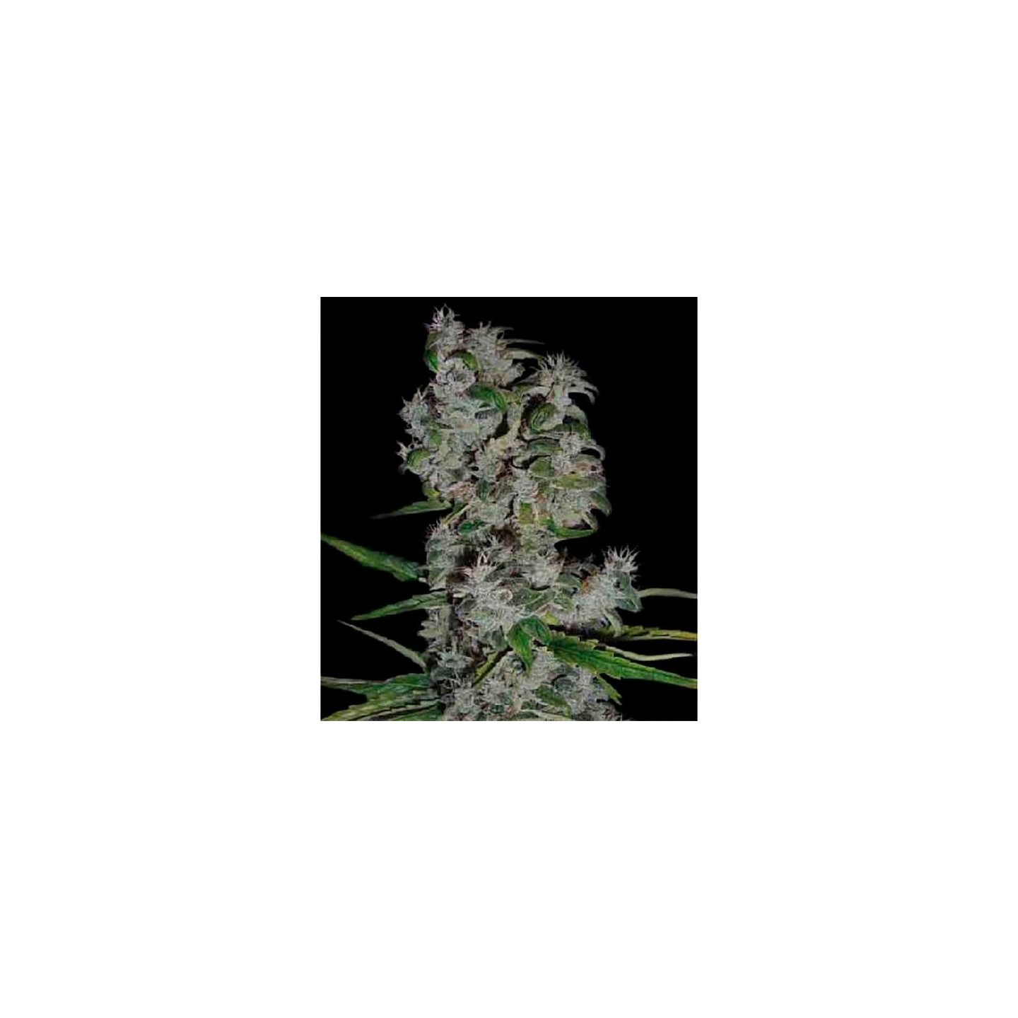 Nefertiti Autofloreciente Feminizada de Pyramid Seeds