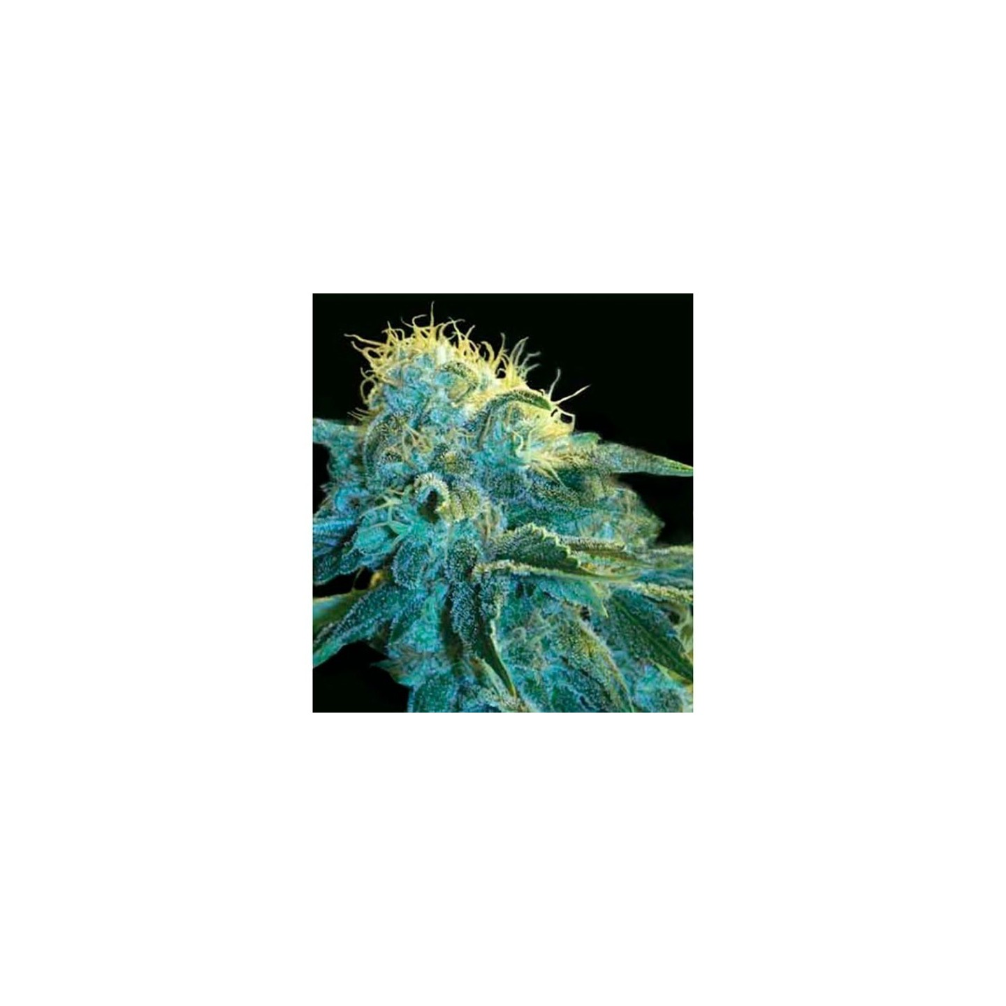 New York City Autofloreciente Feminizada de Pyramid Seeds