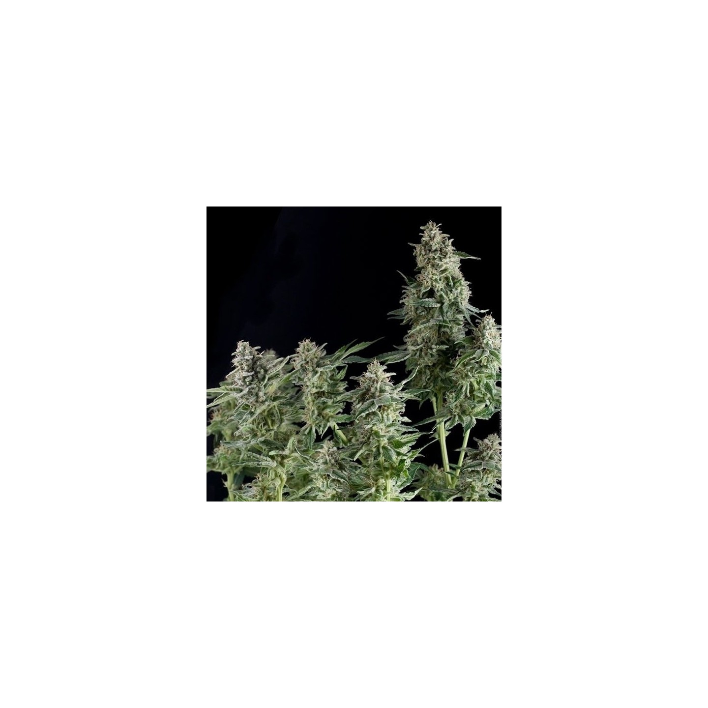 Northern Lights Autofloreciente Feminizada de Pyramid Seeds