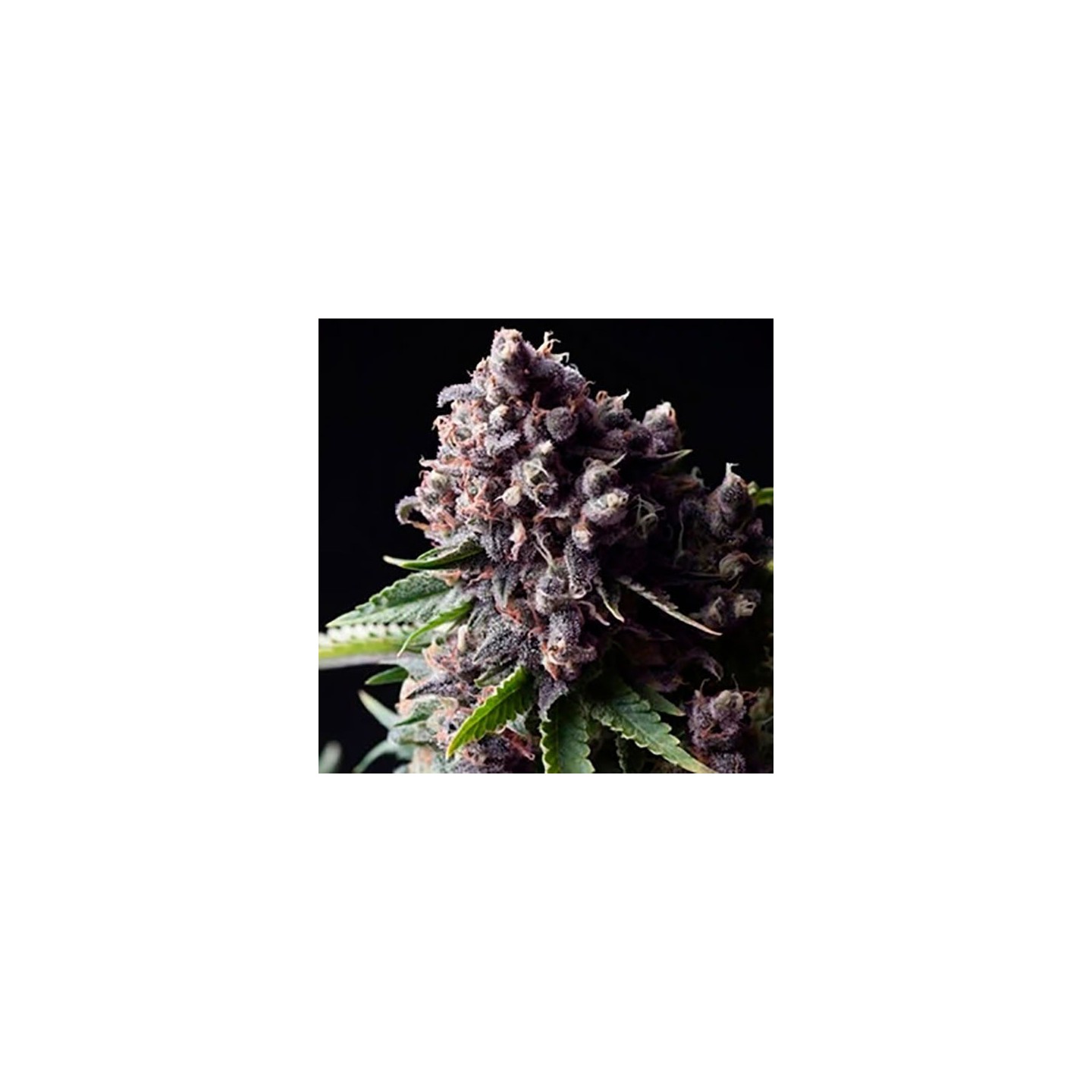 Purple Autofloreciente Feminizada de Pyramid Seeds