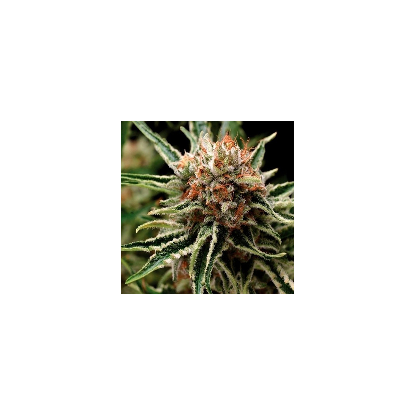 Shark Autofloreciente Feminizada de Pyramid Seeds
