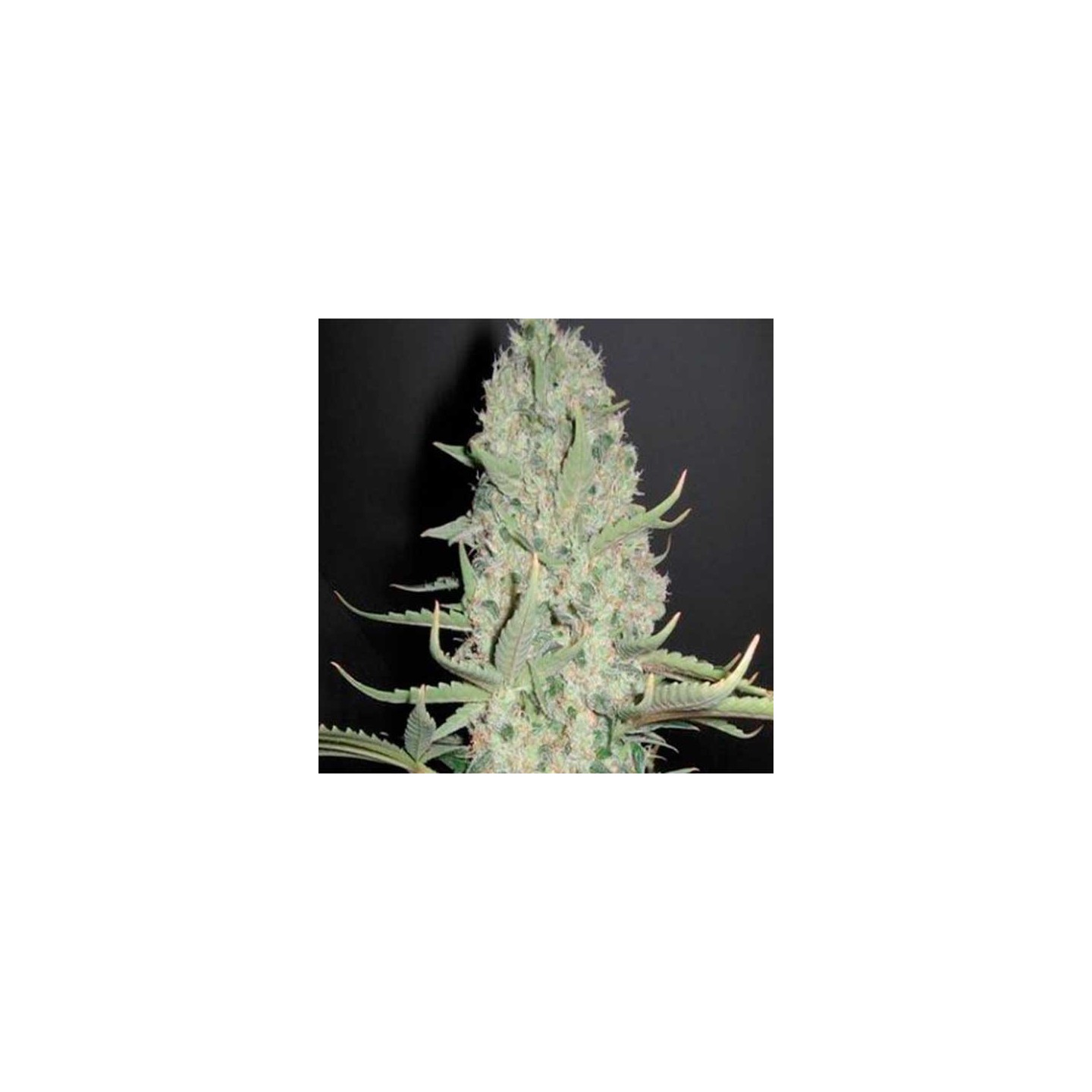 White Widow X Big Bud Feminizada de Female Seeds