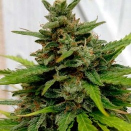 X-Line Critical Autofloreciente Feminizada de Female Seeds