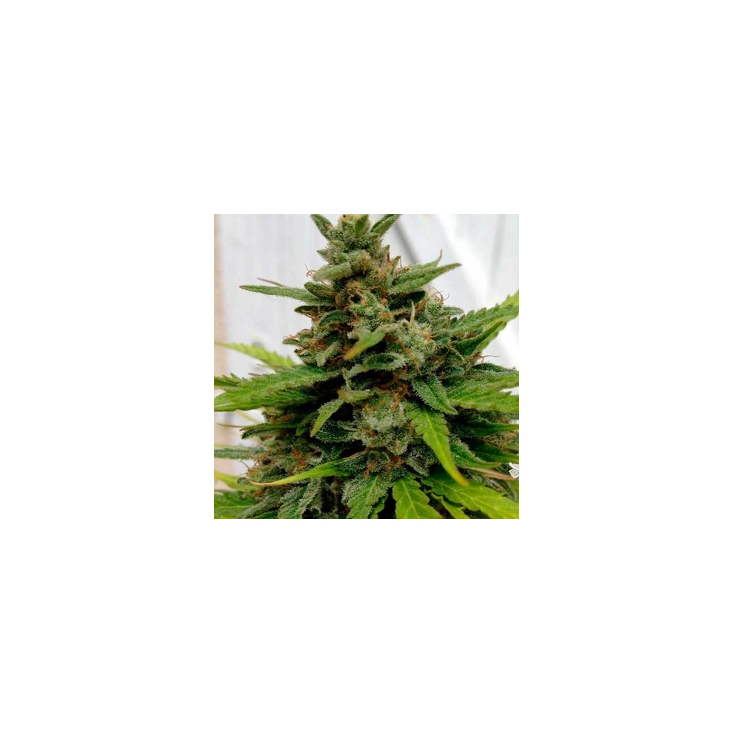 X-Line Critical Autofloreciente Feminizada de Female Seeds