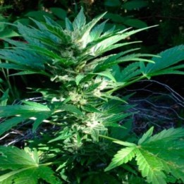 X-Line Haze Autofloreciente Feminizada de Female Seeds