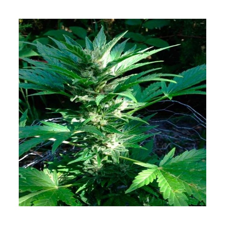 X-Line Haze Autofloreciente Feminizada de Female Seeds