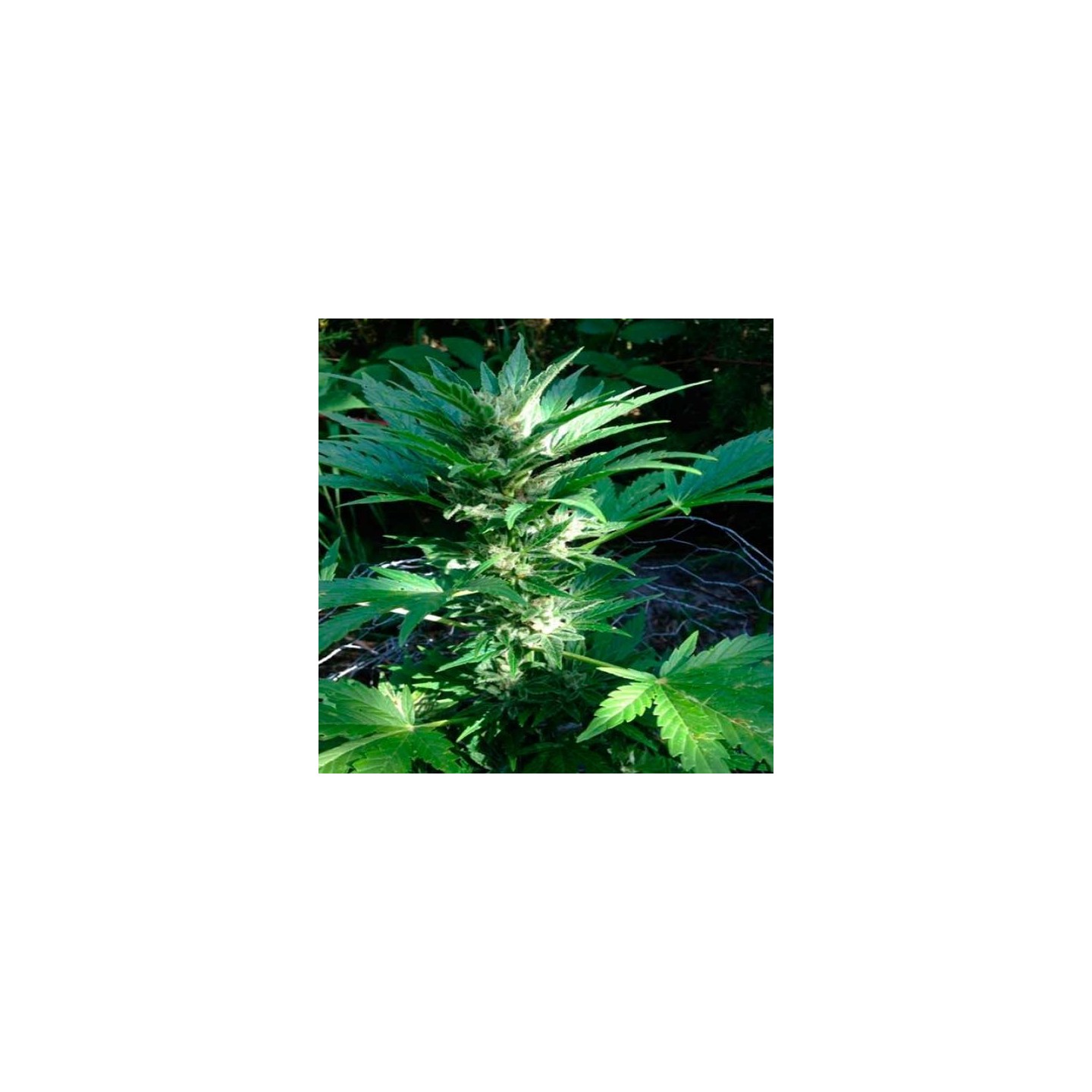 X-Line Haze Autofloreciente Feminizada de Female Seeds