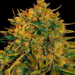 X-Line NL Autofloreciente Feminizada de Female Seeds