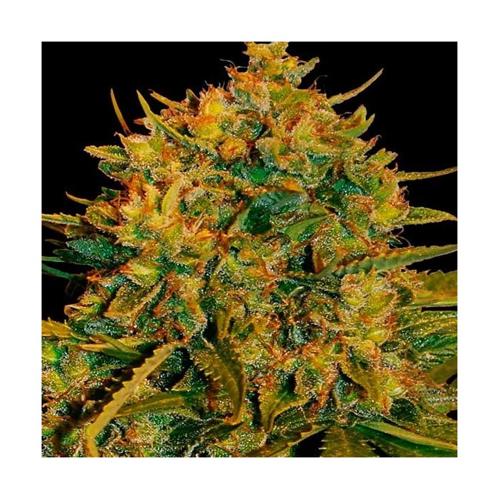 X-Line NL Autofloreciente Feminizada de Female Seeds