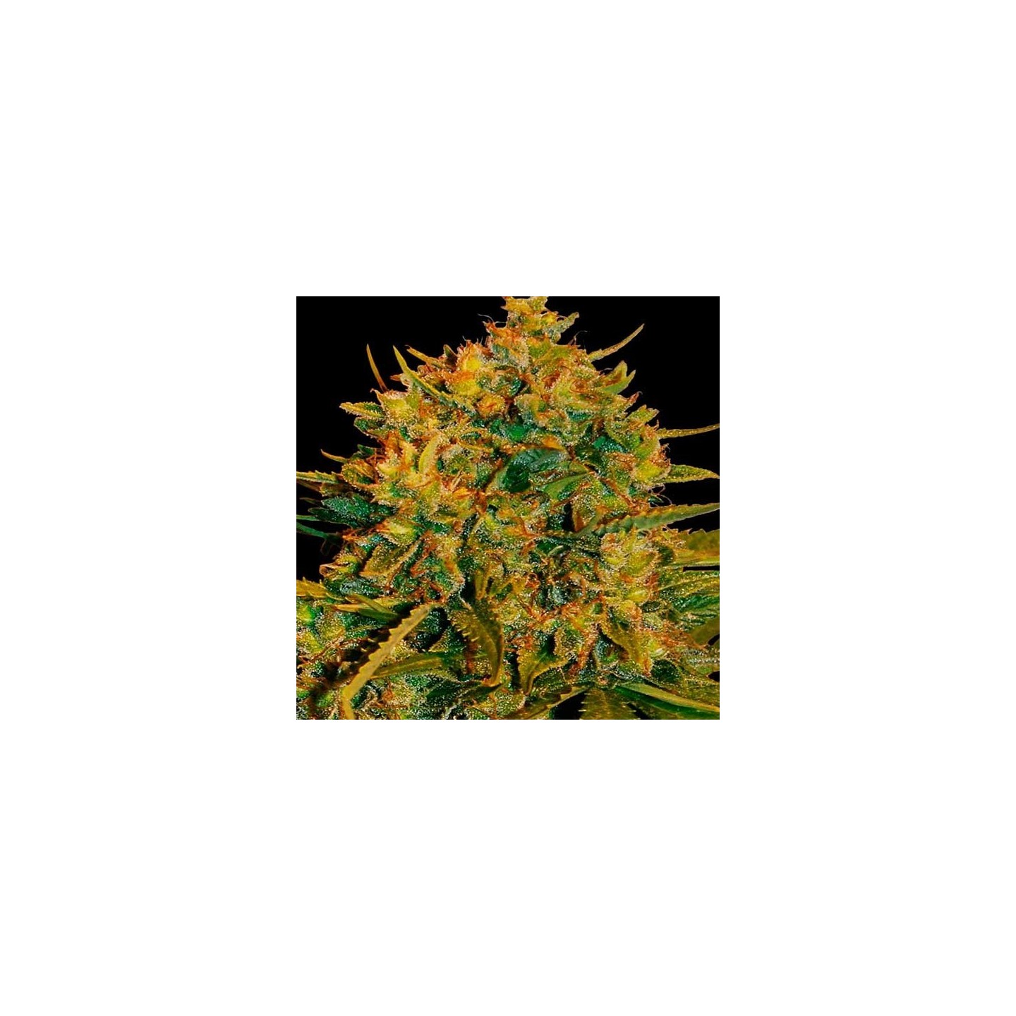 X-Line NL Autofloreciente Feminizada de Female Seeds