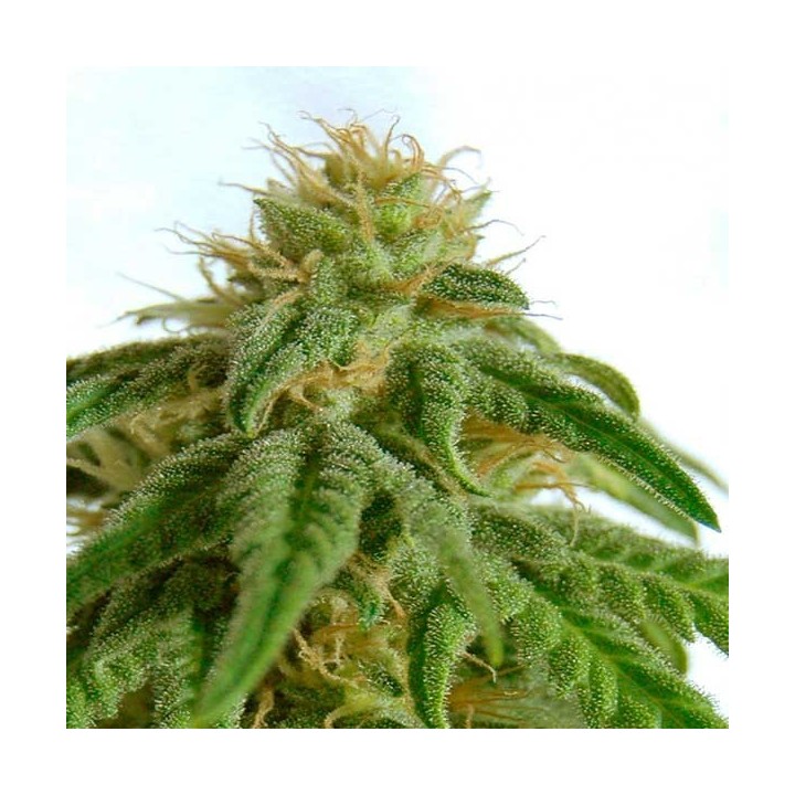 Afrodite Feminizada de Kannabia Seeds