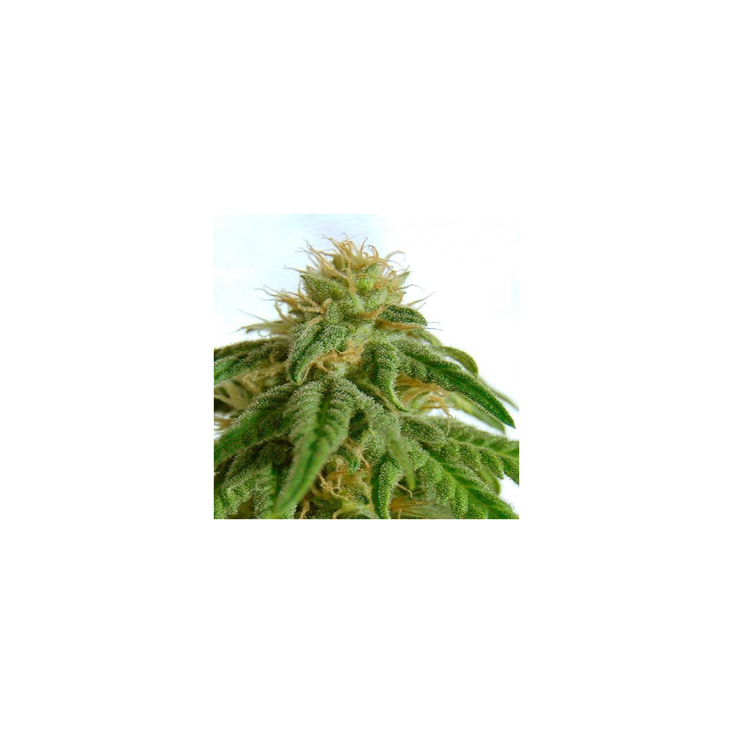 Afrodite Feminizada de Kannabia Seeds