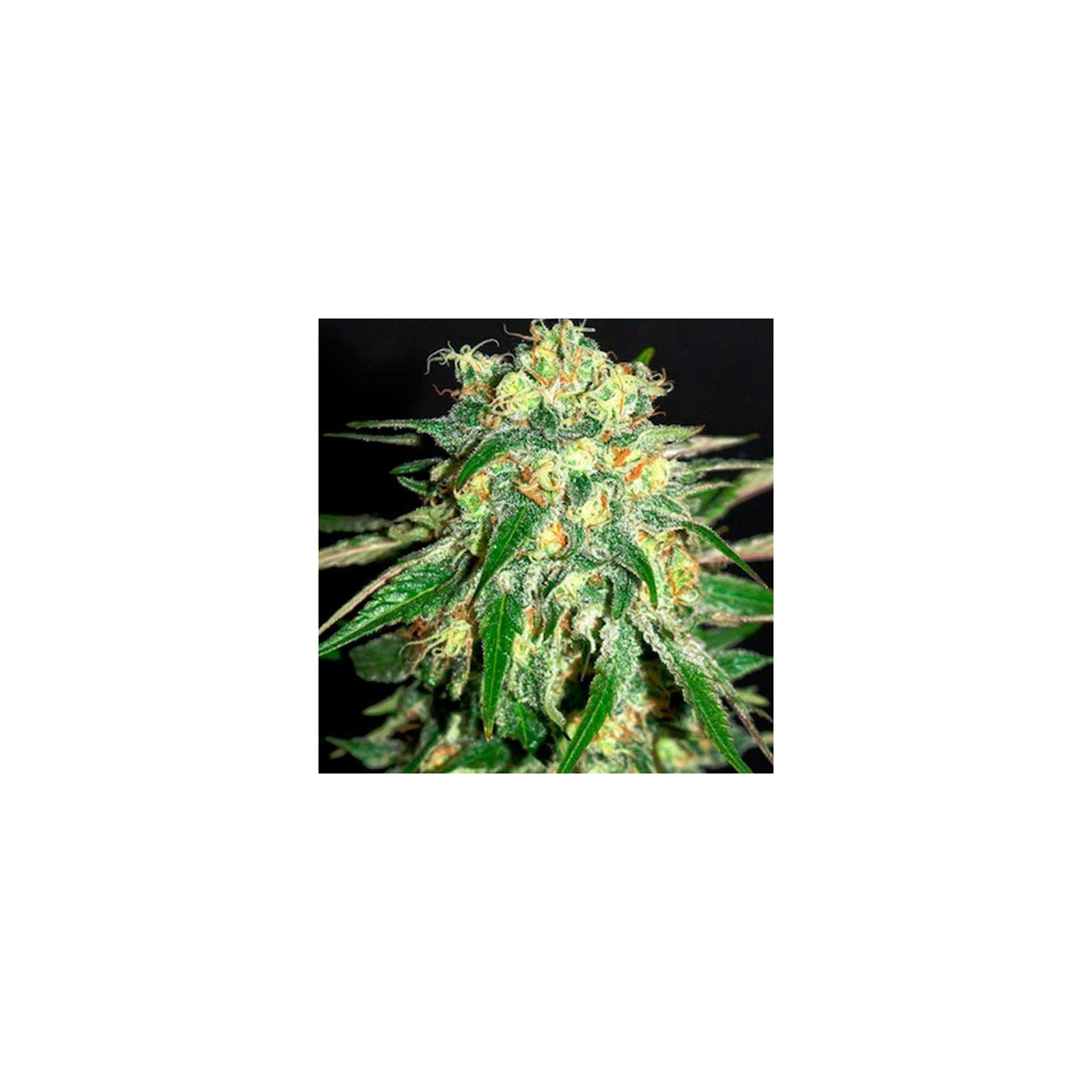 Amnesi-K Feminizada de Kannabia Seeds