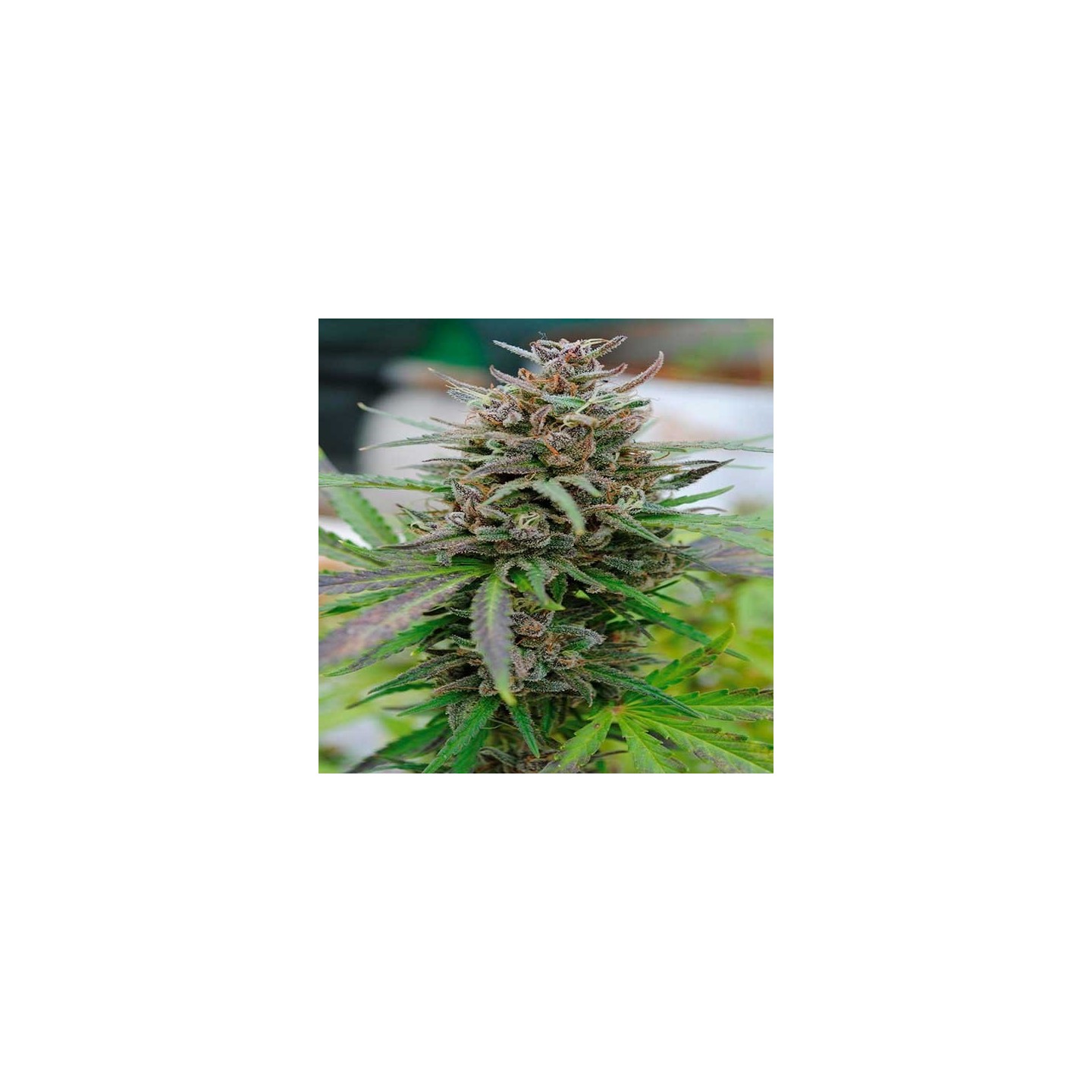 Baby Boom Autofloreciente Feminizada de Kannabia Seeds