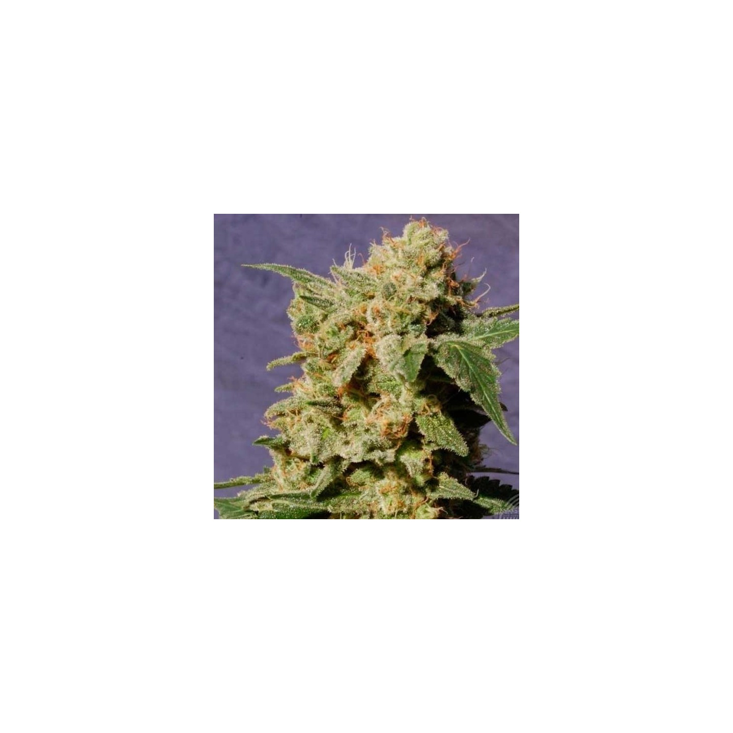 Diesel Glue Feminizada de Kannabia Seeds