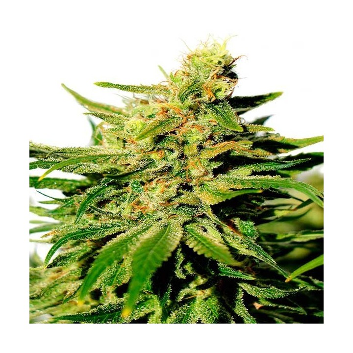 Bcn Diesel CBD Feminizada de Kannabia Seeds