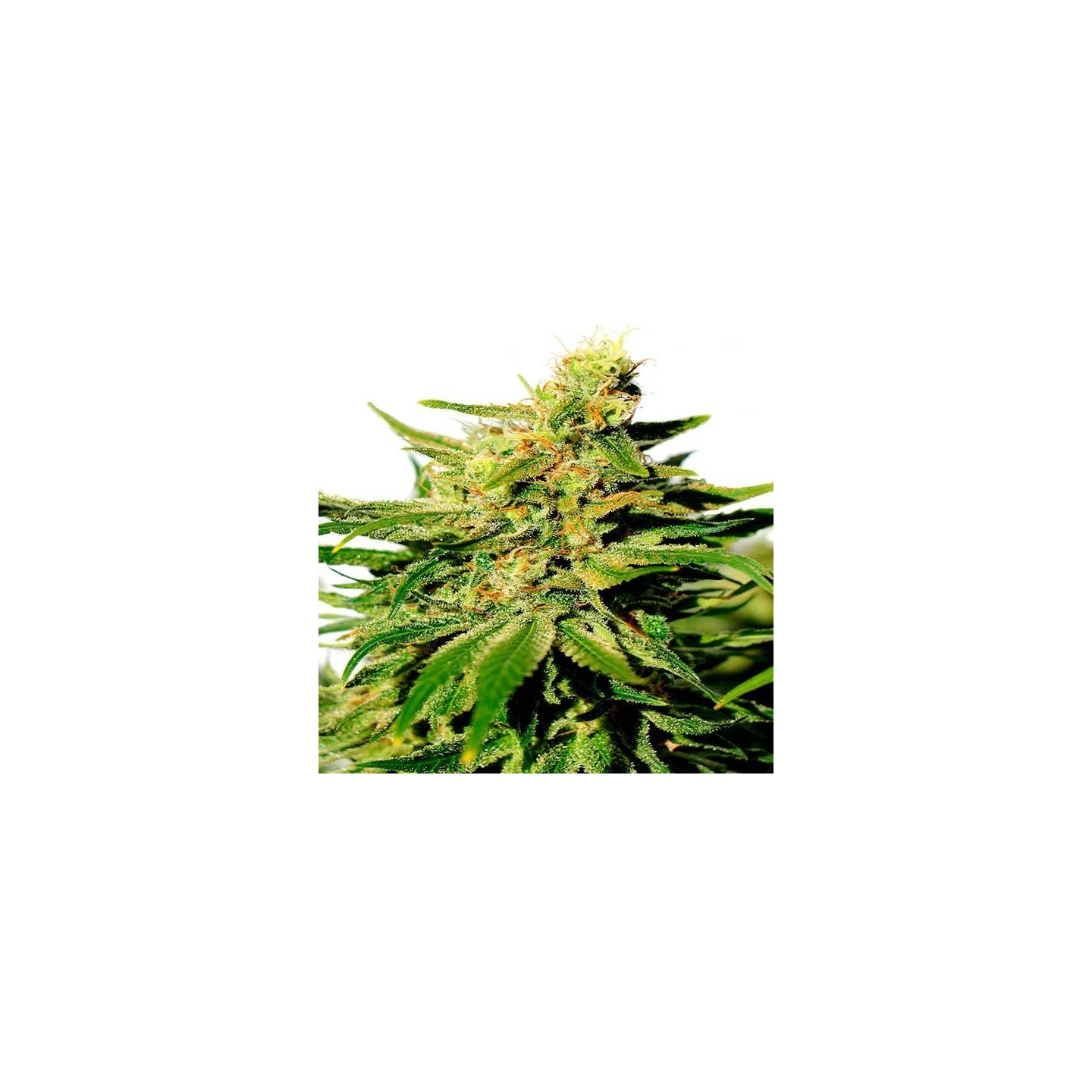 Bcn Diesel CBD Feminizada de Kannabia Seeds
