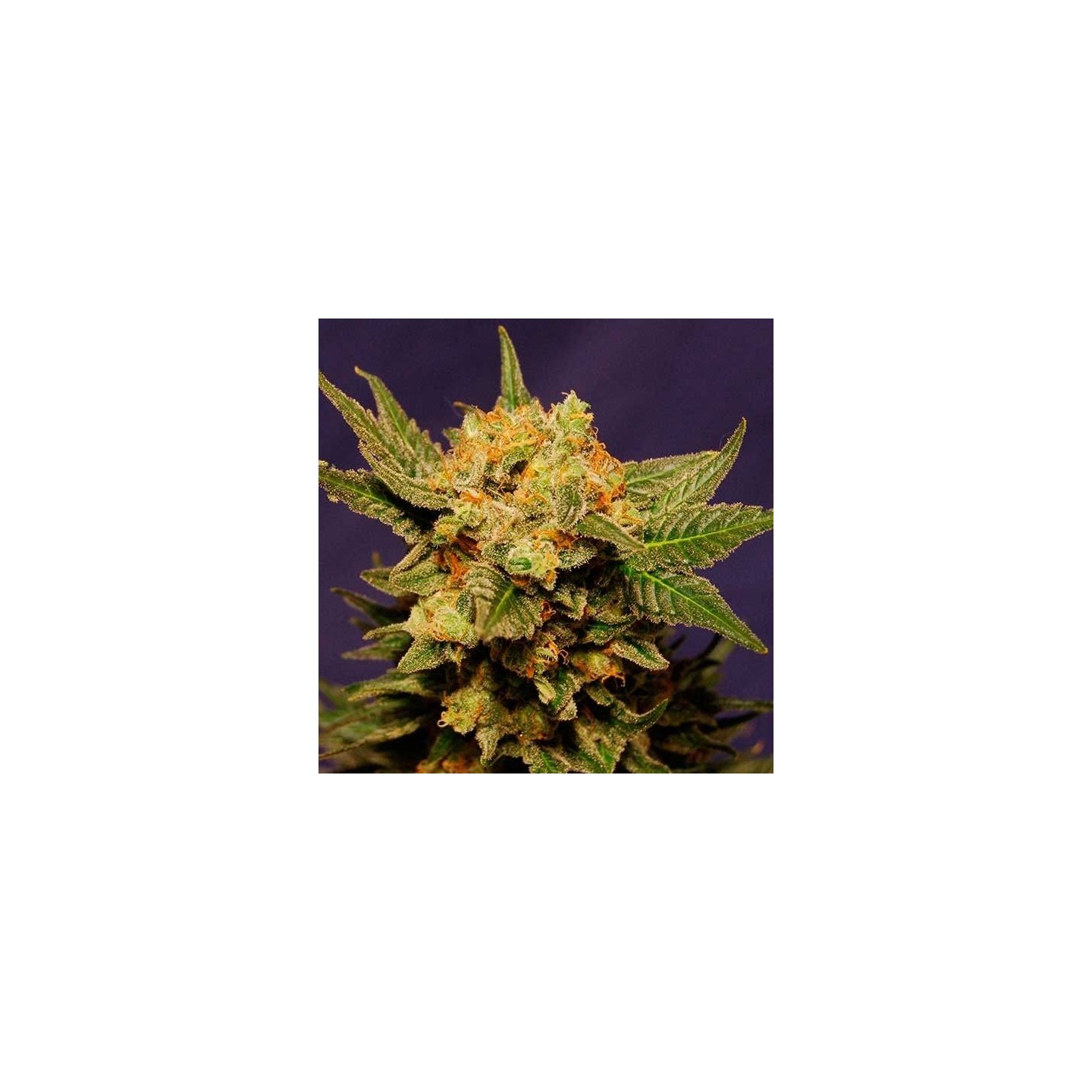 Big Band Feminizada de Kannabia Seeds