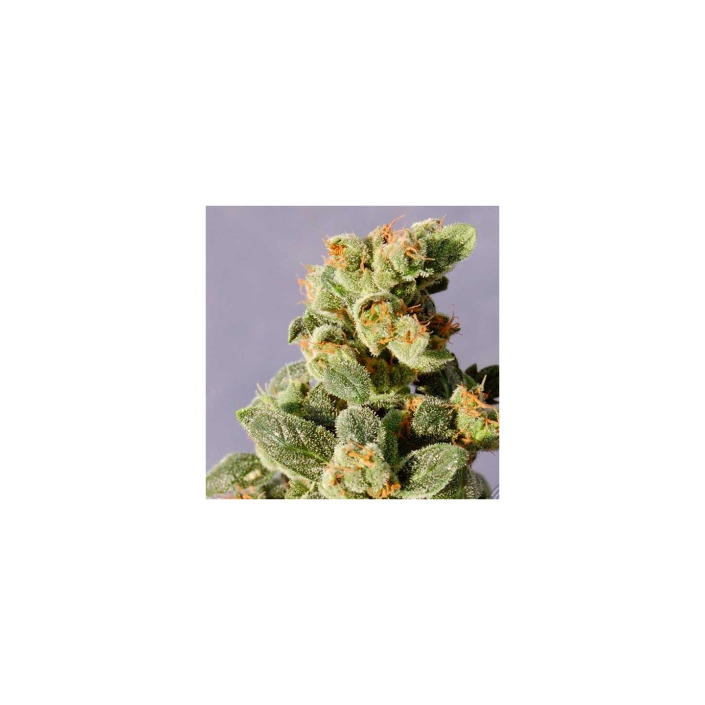 Gnomo Autofloreciente Feminizada de Kannabia Seeds