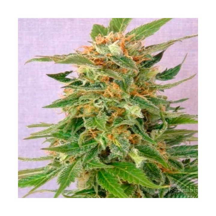Ginger Punch Autofloreciente Feminizada de Kannabia Seeds