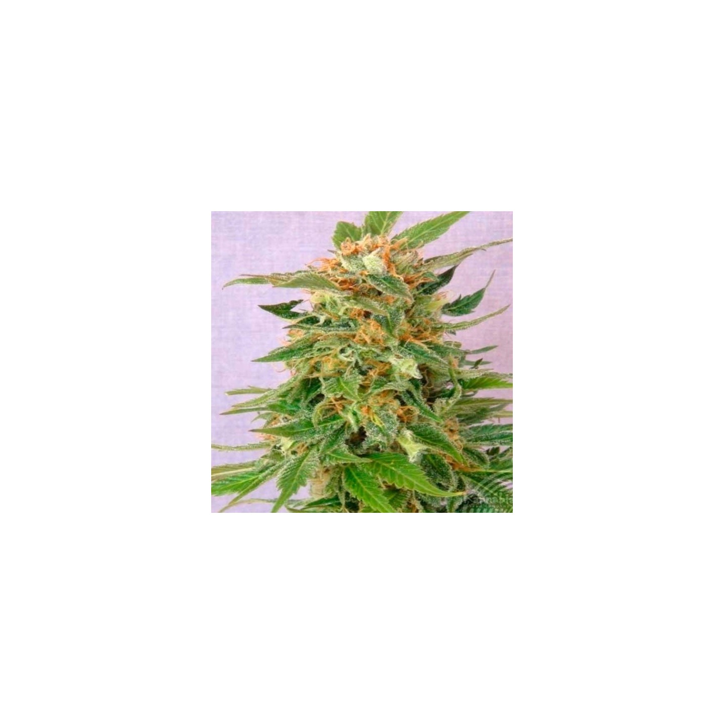 Ginger Punch Autofloreciente Feminizada de Kannabia Seeds