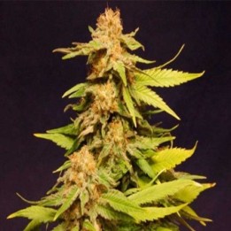 Kannabia Special Feminizada de Kannabia Seeds