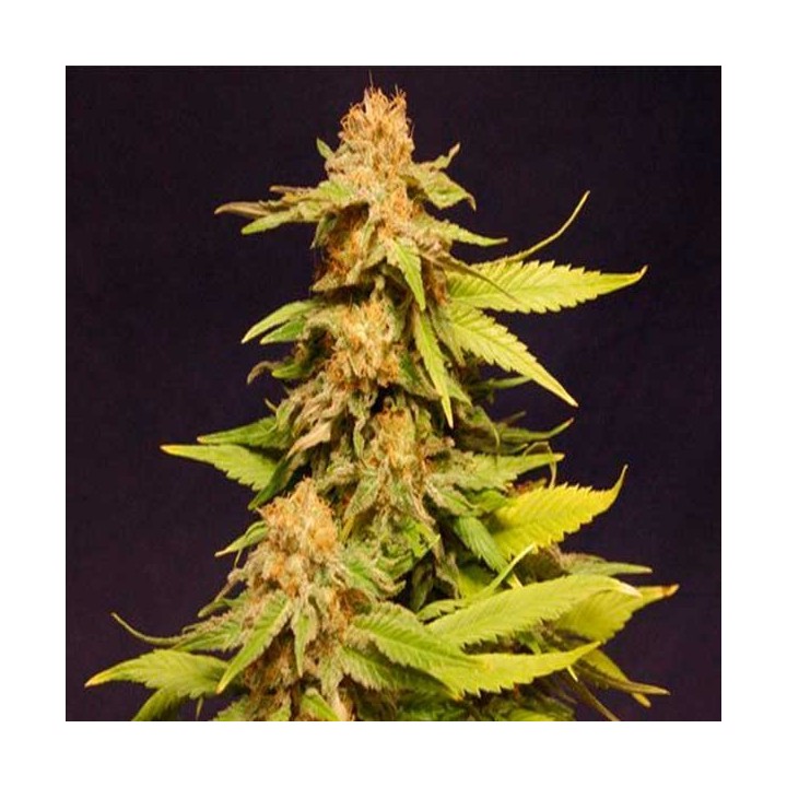 Kannabia Special Feminizada de Kannabia Seeds