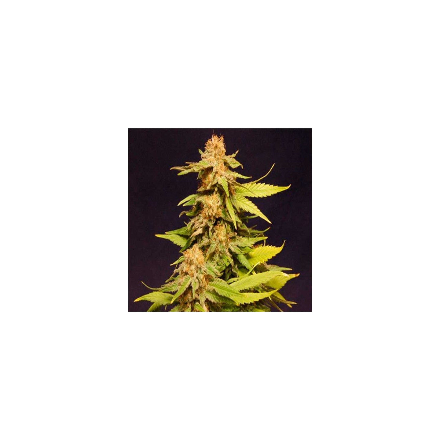 Kannabia Special Feminizada de Kannabia Seeds