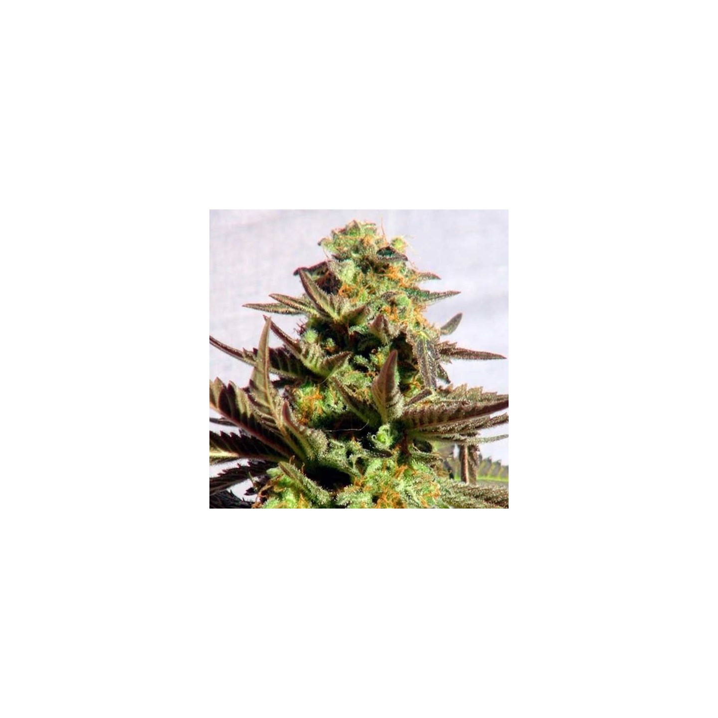 Kreamy Karamel Feminizada de Kannabia Seeds