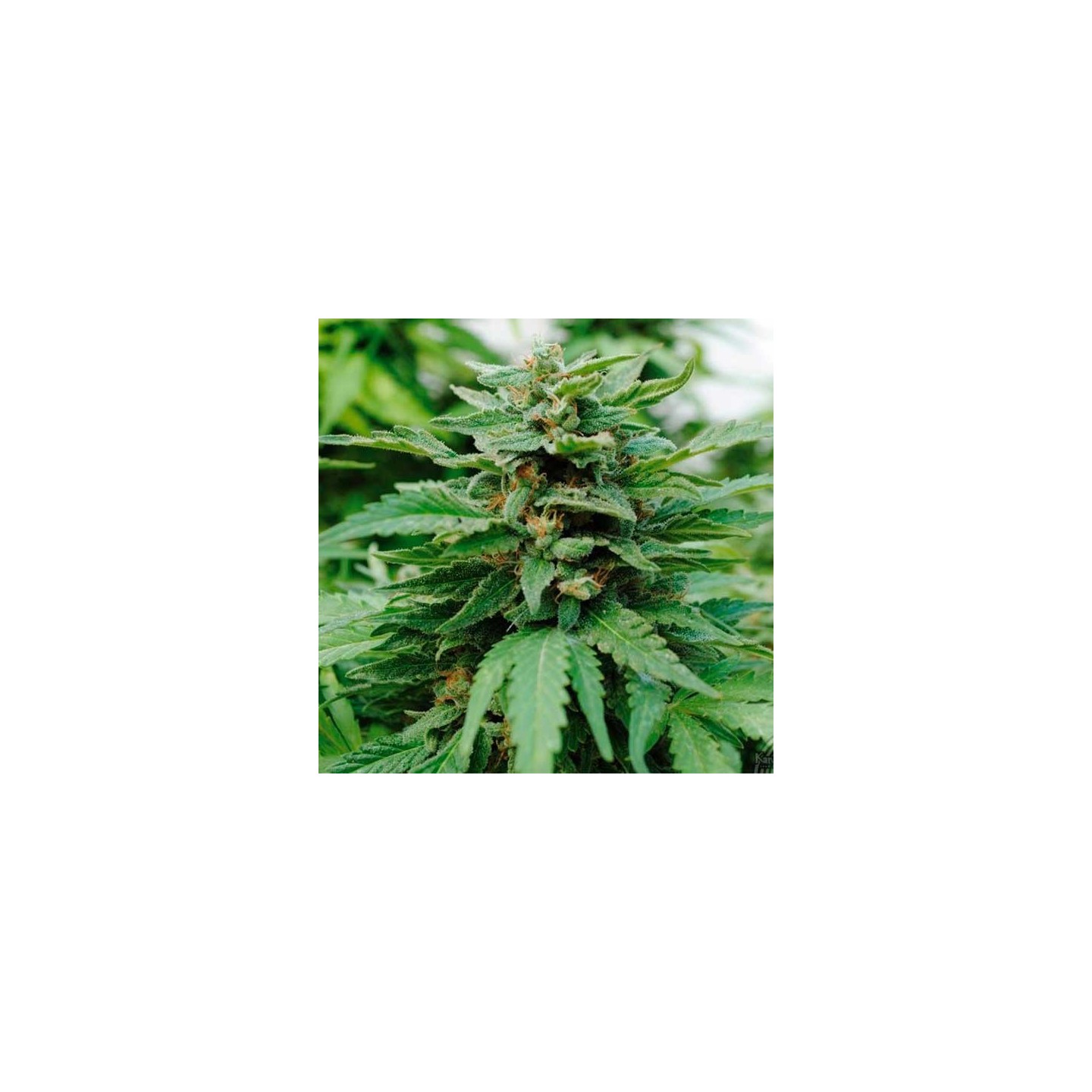 Karibbean Mango Feminizada de Kannabia Seeds