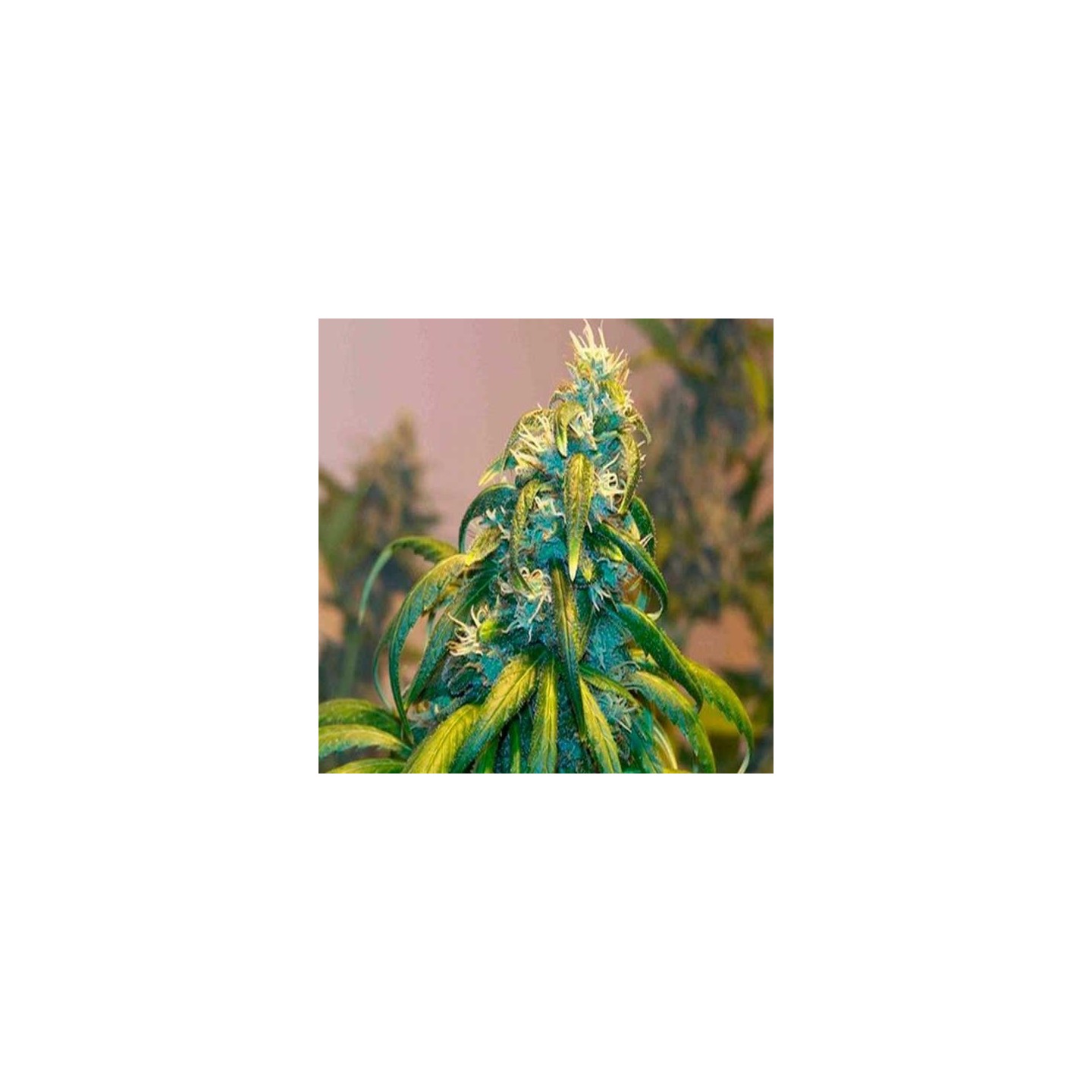 Kritic Autofloreciente Feminizada de Kannabia Seeds