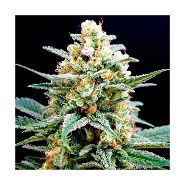 Kritikal-K Feminizada de Kannabia Seeds