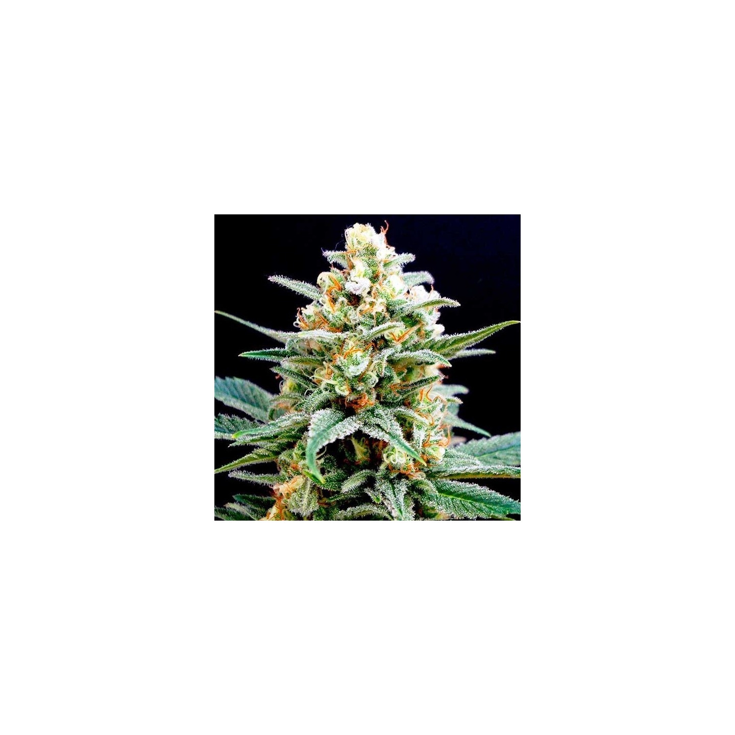 Kritikal-K Feminizada de Kannabia Seeds