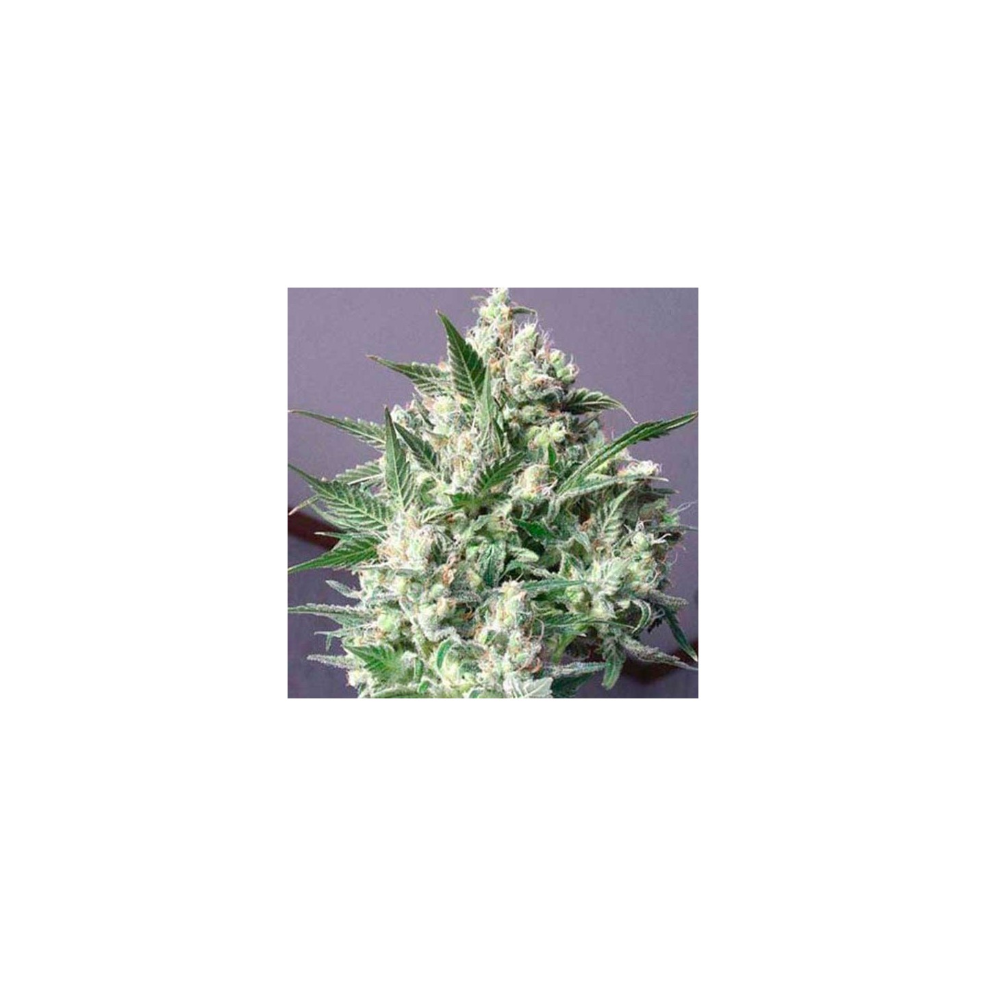 La Blanca Feminizada de Kannabia Seeds