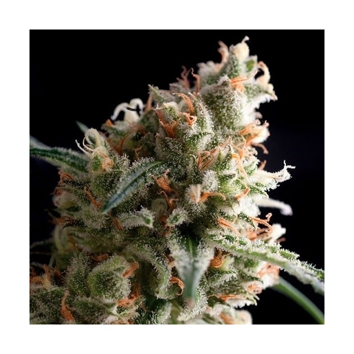 Super Hash Autofloreciente Feminizada de Pyramid Seeds