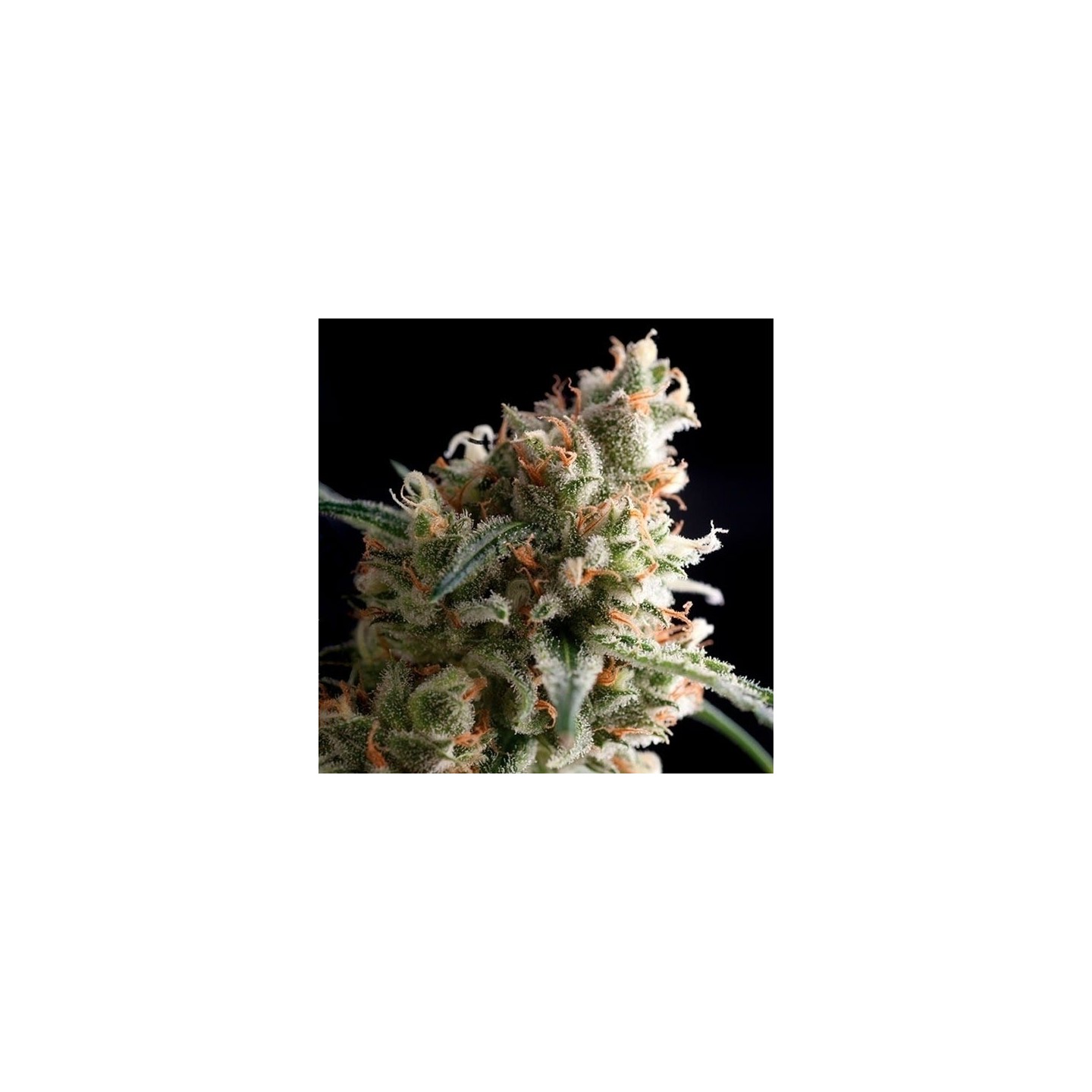 Super Hash Autofloreciente Feminizada de Pyramid Seeds