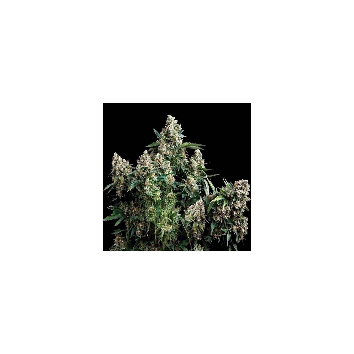 Tutankhamon Autofloreciente Feminizada de Pyramid Seeds
