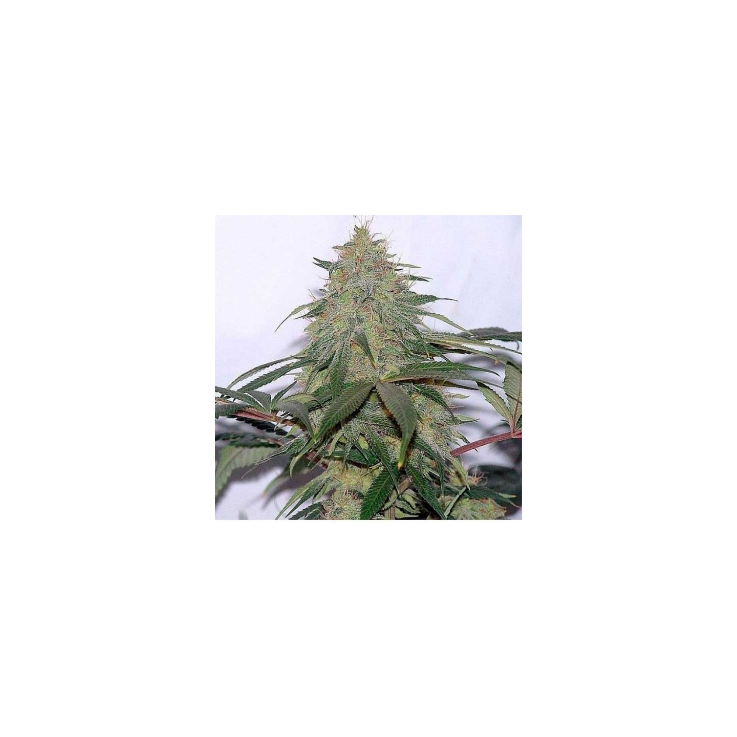 La Reina de Africa Aka Kaboom Feminizada de Kannabia Seeds