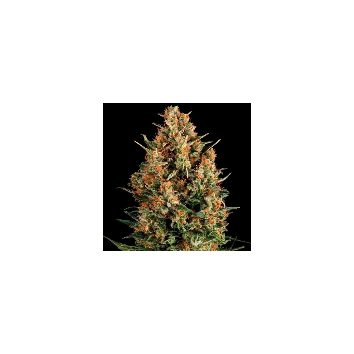 Wembley Autofloreciente Feminizada de Pyramid Seeds