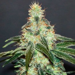 Mataro Blue Feminizada de Kannabia Seeds