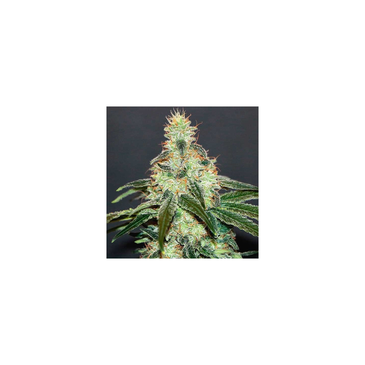 Mataro Blue Feminizada de Kannabia Seeds