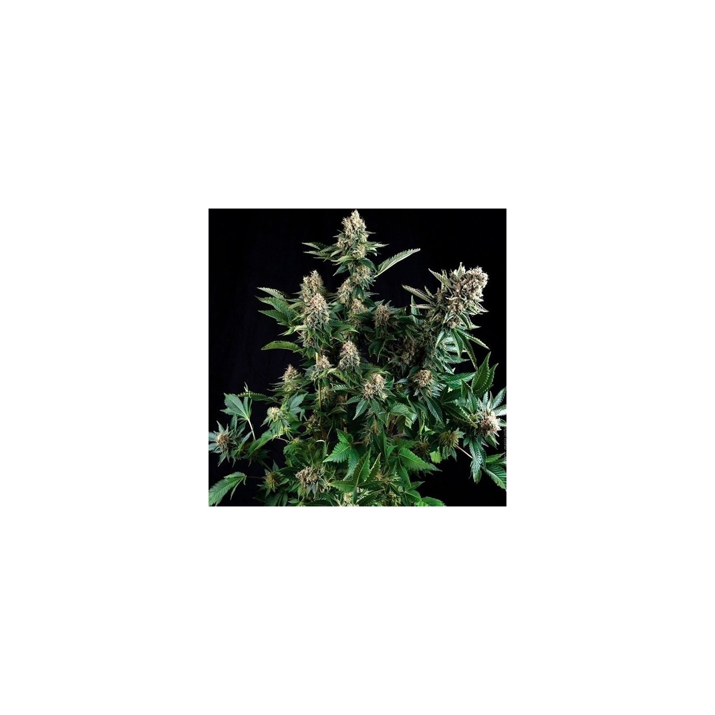 White Widow Autofloreciente Feminizada de Pyramid Seeds