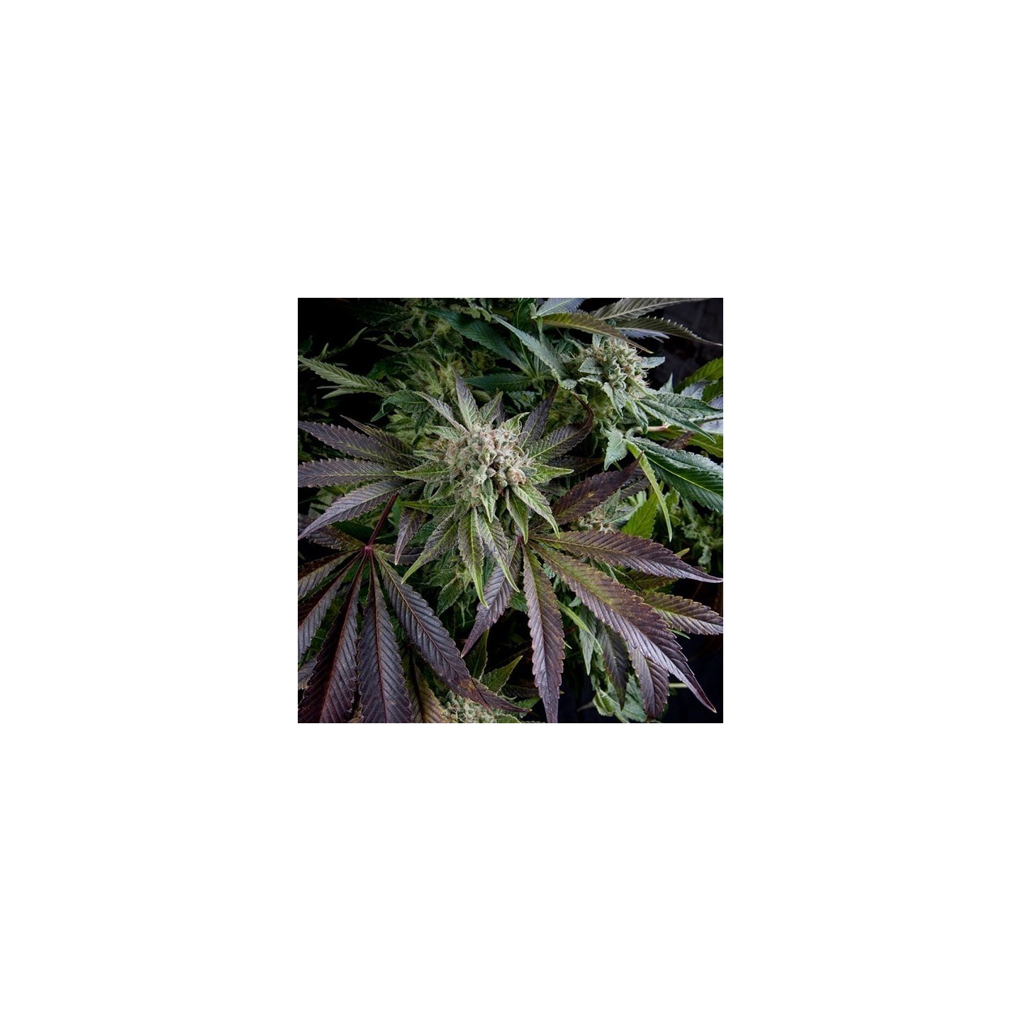 Blue Pyramid Feminizada de Pyramid Seeds