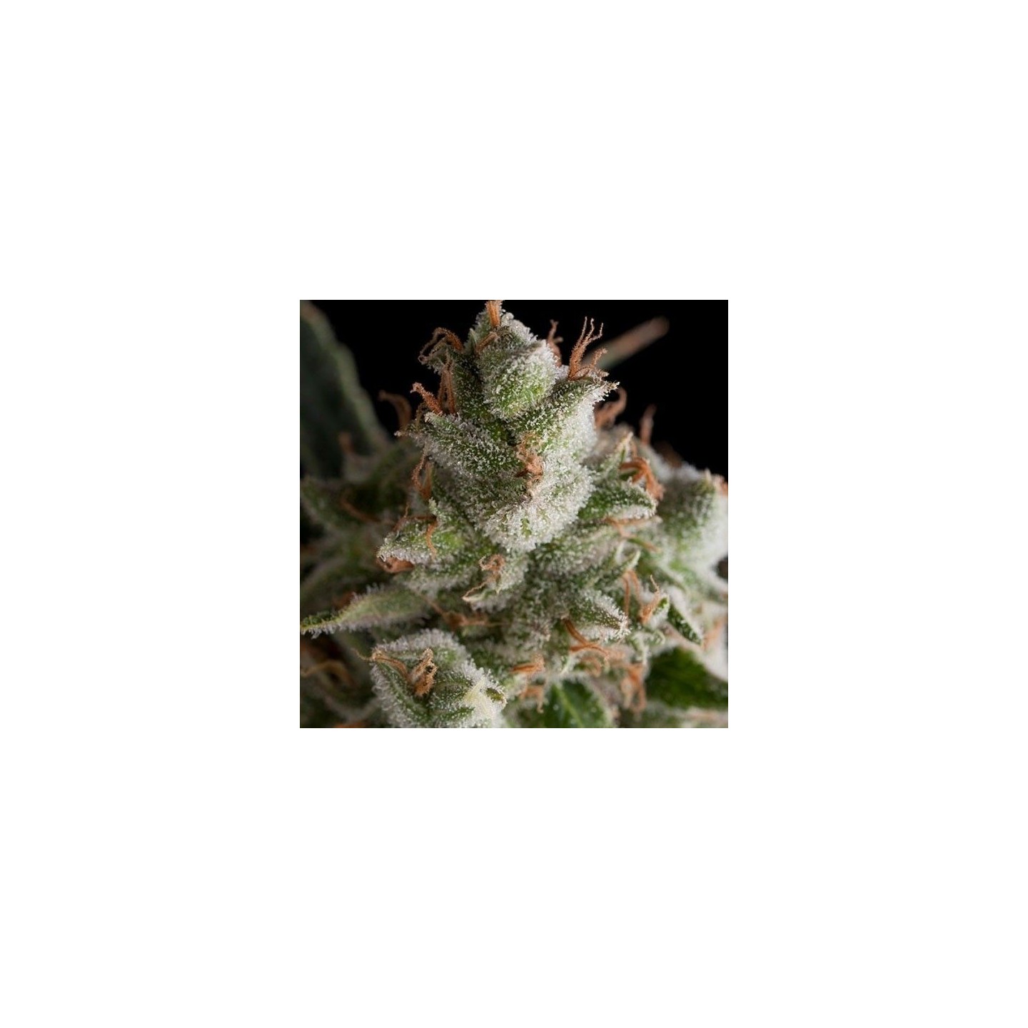 Fresh Candy Feminizada de Pyramid Seeds