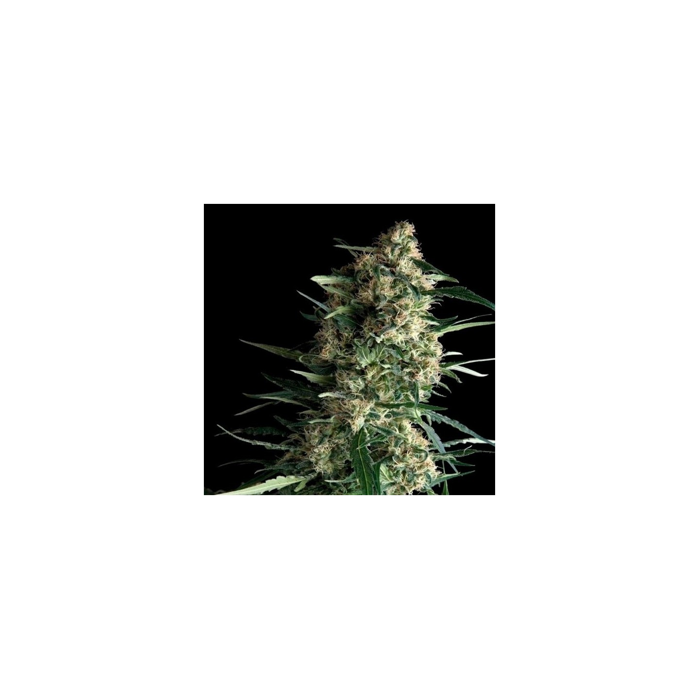 Galaxy Feminizada de Pyramid Seeds