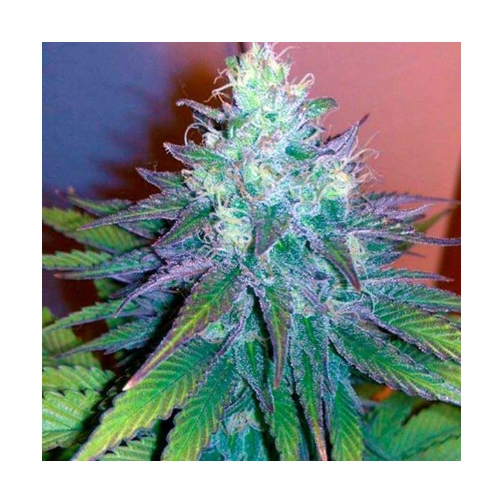 Mataro Blue CBD Feminizada de Kannabia Seeds