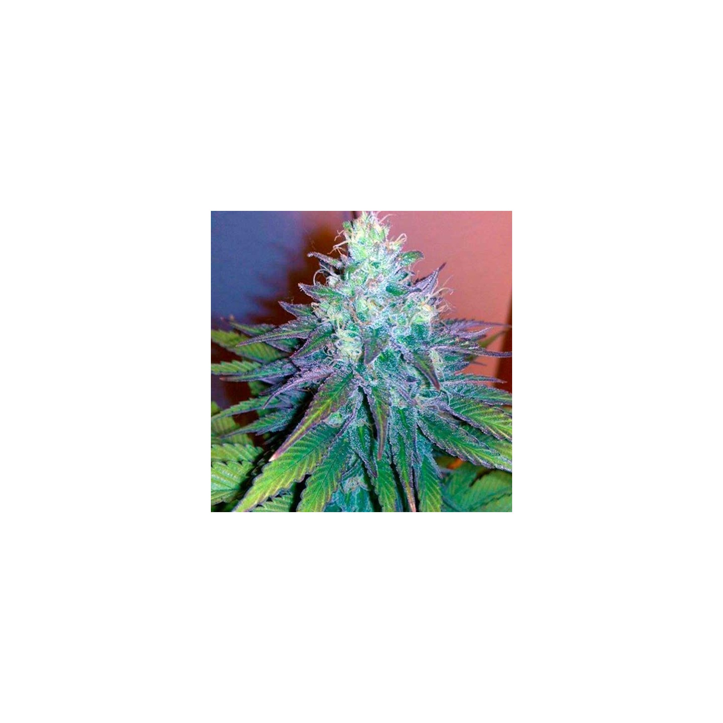 Mataro Blue CBD Feminizada de Kannabia Seeds