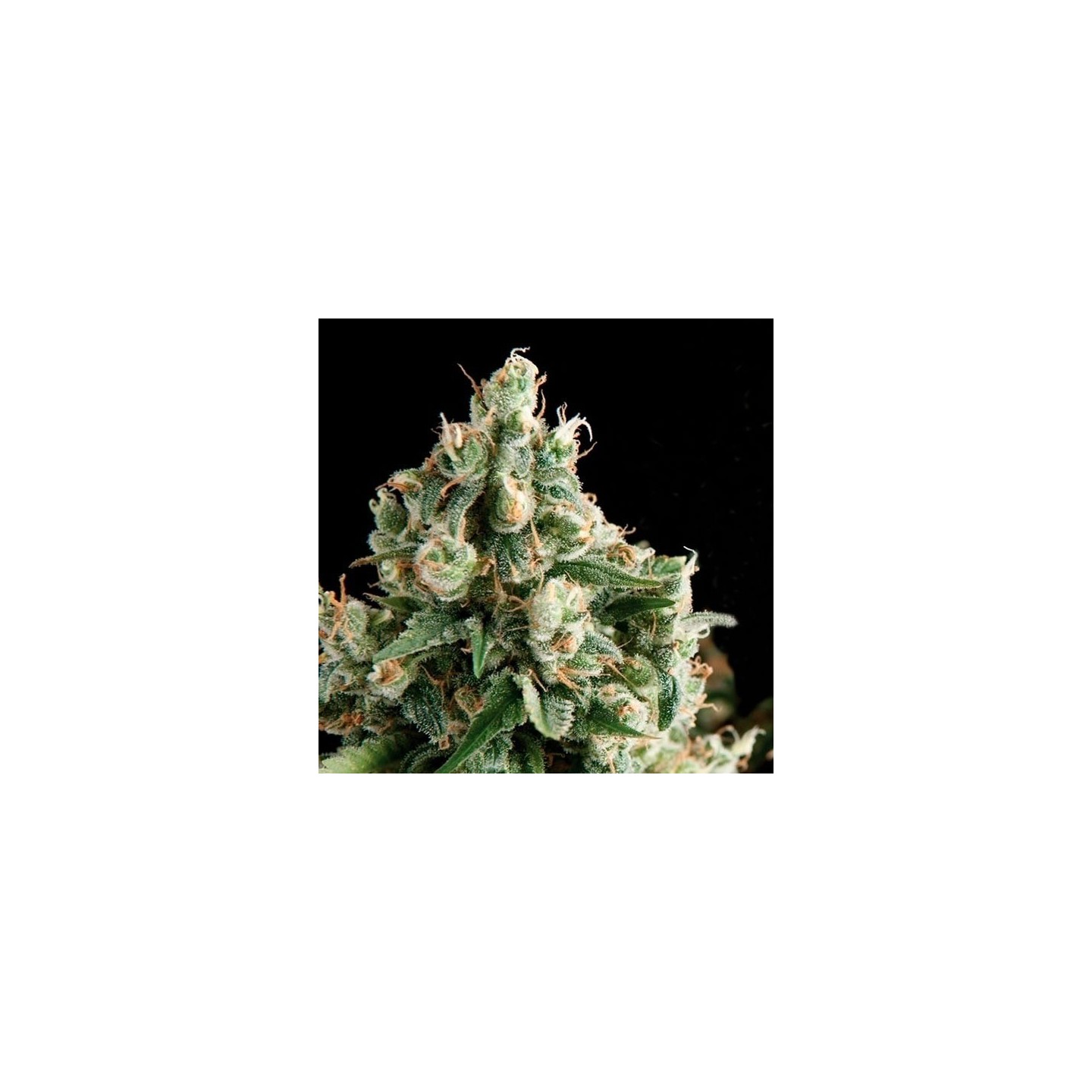 Lennon Feminizada de Pyramid Seeds
