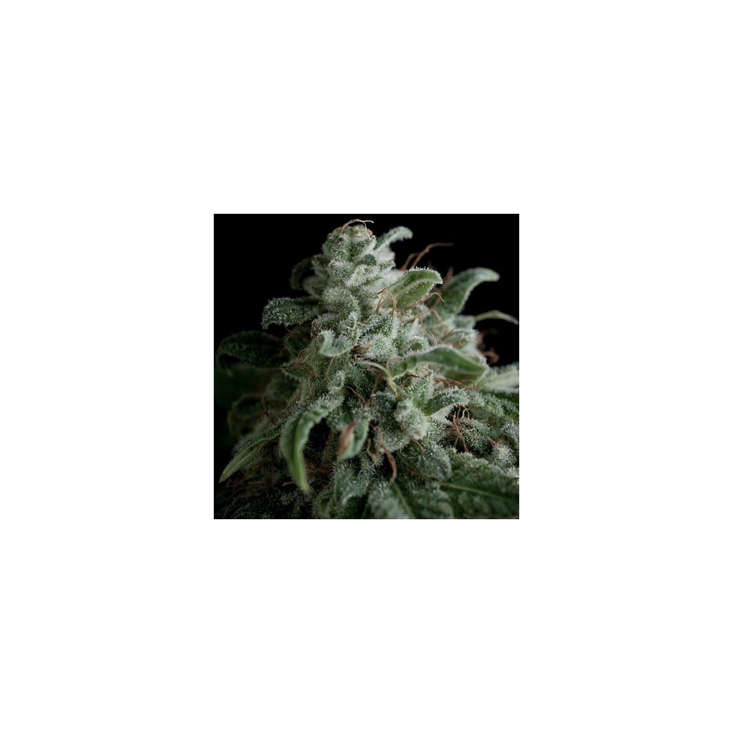 Nefertiti Feminizada de Pyramid Seeds