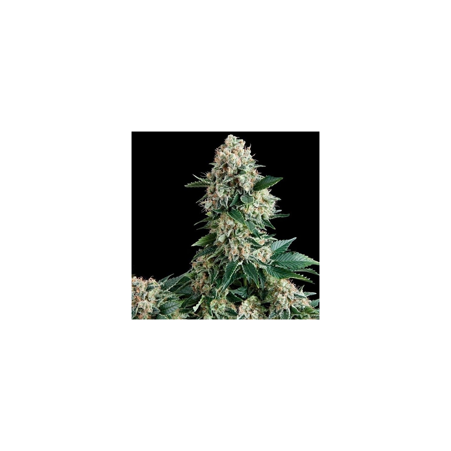 New York City Feminizada de Pyramid Seeds